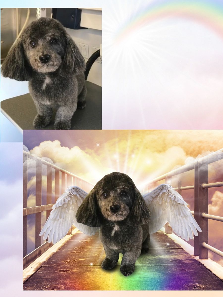 Pet Memorial Rainbow Bridge Portrait product image (3)