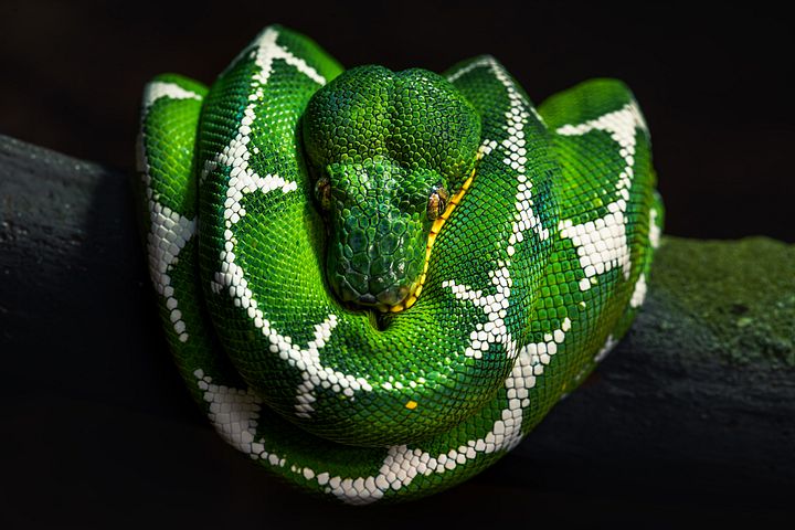 Amazon Basin Emerald Tree Boa #2 product image (1)