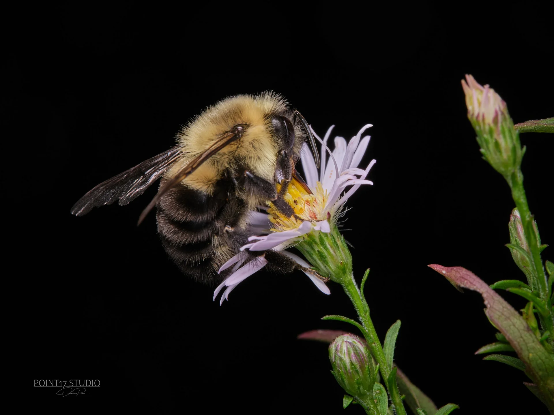 Busy Bee - Print On Canvas product image (2)