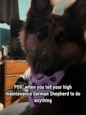 yes mom and????  #dogsoftiktok #germanshepherd #gsd 