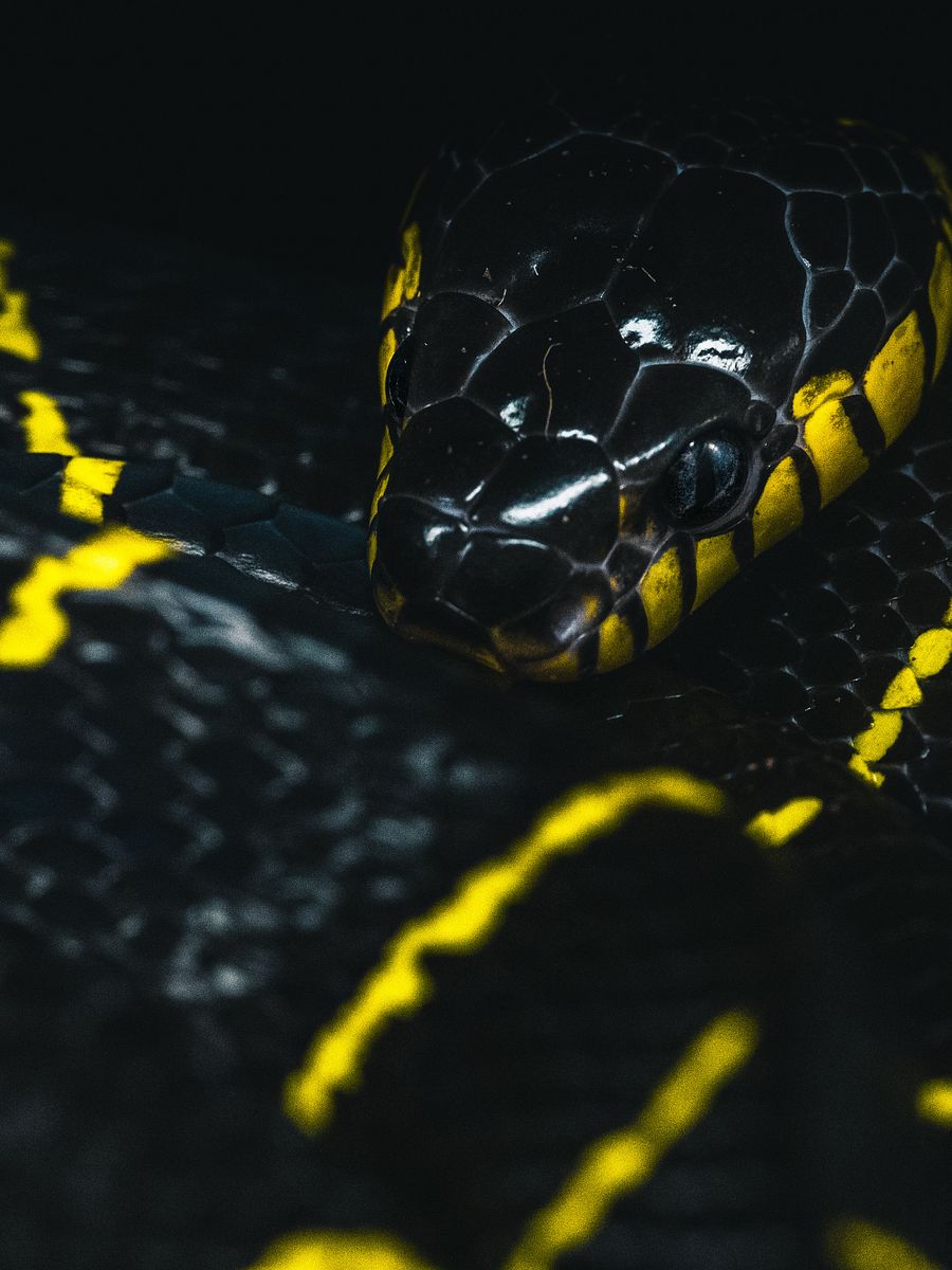 Mangrove Snake product image (1)