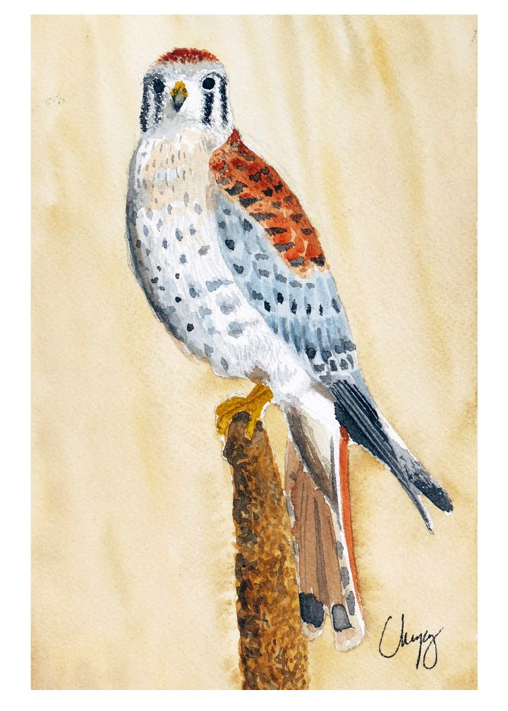 Kestrel - Original Watercolor Painting product image (2)