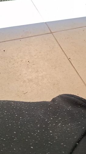 Lily was here
#funtime3freddy3 #catworld #disapeared
On April 26 2024 this cat showed up at our doorstep and because we are k...