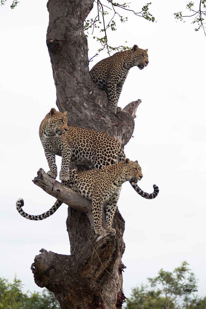 Leopard Totem Pole product image (1)