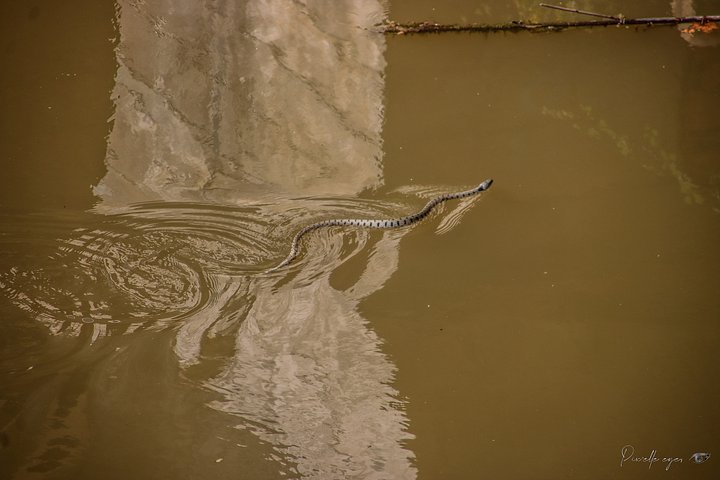 Fine art nature - Dancing Serpent – La Londe les Maures, France product image (1)
