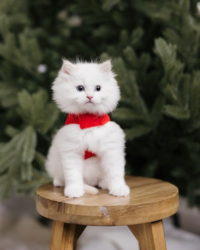 The face you make when Mom says it's time to take holiday pictures. The first kitten is Spice and second kitten is Sugar