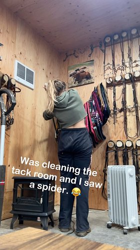 But seriously, I will take advice on how to keep spiders out of my tack room please!! 

#horses #horsetack #tackroom #horsech...