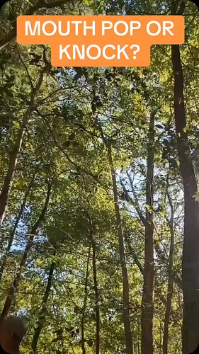 Is this a mouth pop or tree knock what say you? #fyp #viral #bigfoot #insta #instagram #cryptid #yt #youtube #tiktok #sasquatch