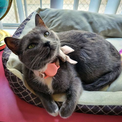 no apologies for opening and eating an entire bag of treats, only more sass

#catsofinstagram #catlover #cattreats #cats #cat...