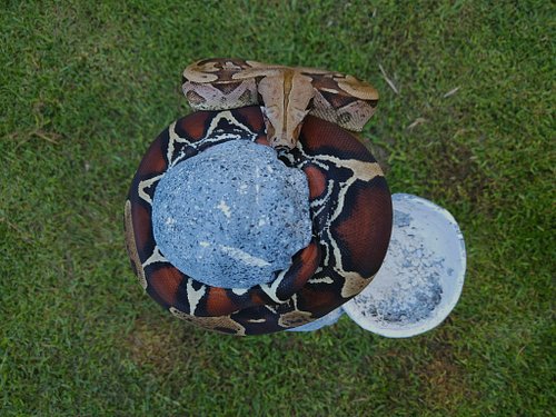 Fenrir , Suriname boa.
Hes so nice
