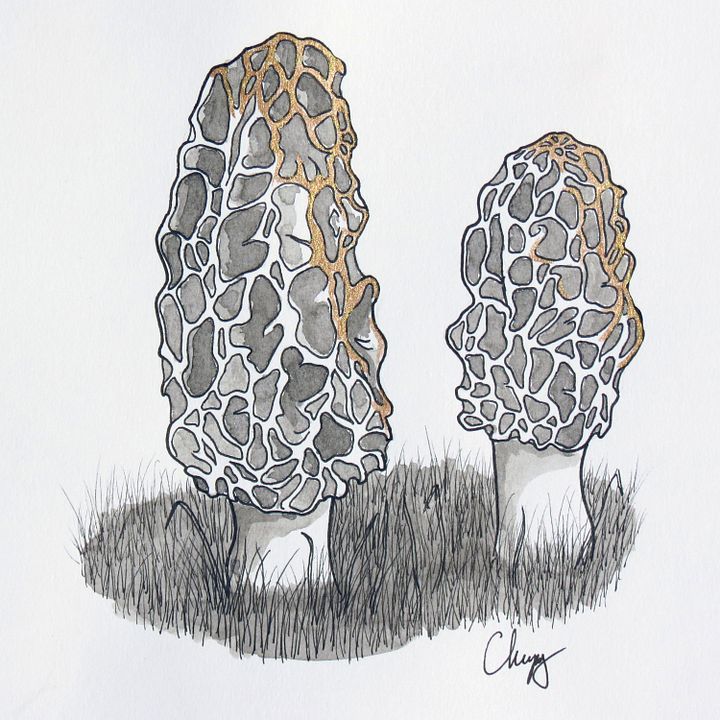 Morels - Original Drawing product image (2)