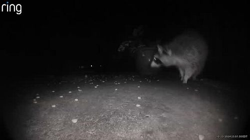 Cj has returned!... And is eating all the catfood 😅
#MomsCritters #porchcam #raccoon #trashpanda