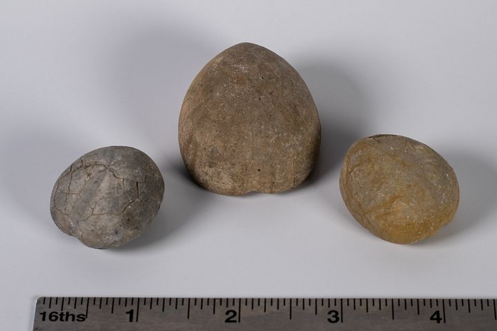 Set of 3 Echinoid Fossils product image (1)