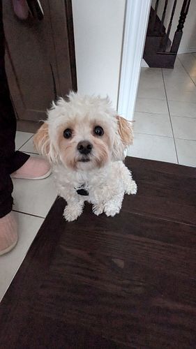 Meet Luna! 🌙 When she first came to us, she was super reactive to other dogs, kids, constantly pulling on walks and wouldn't ...