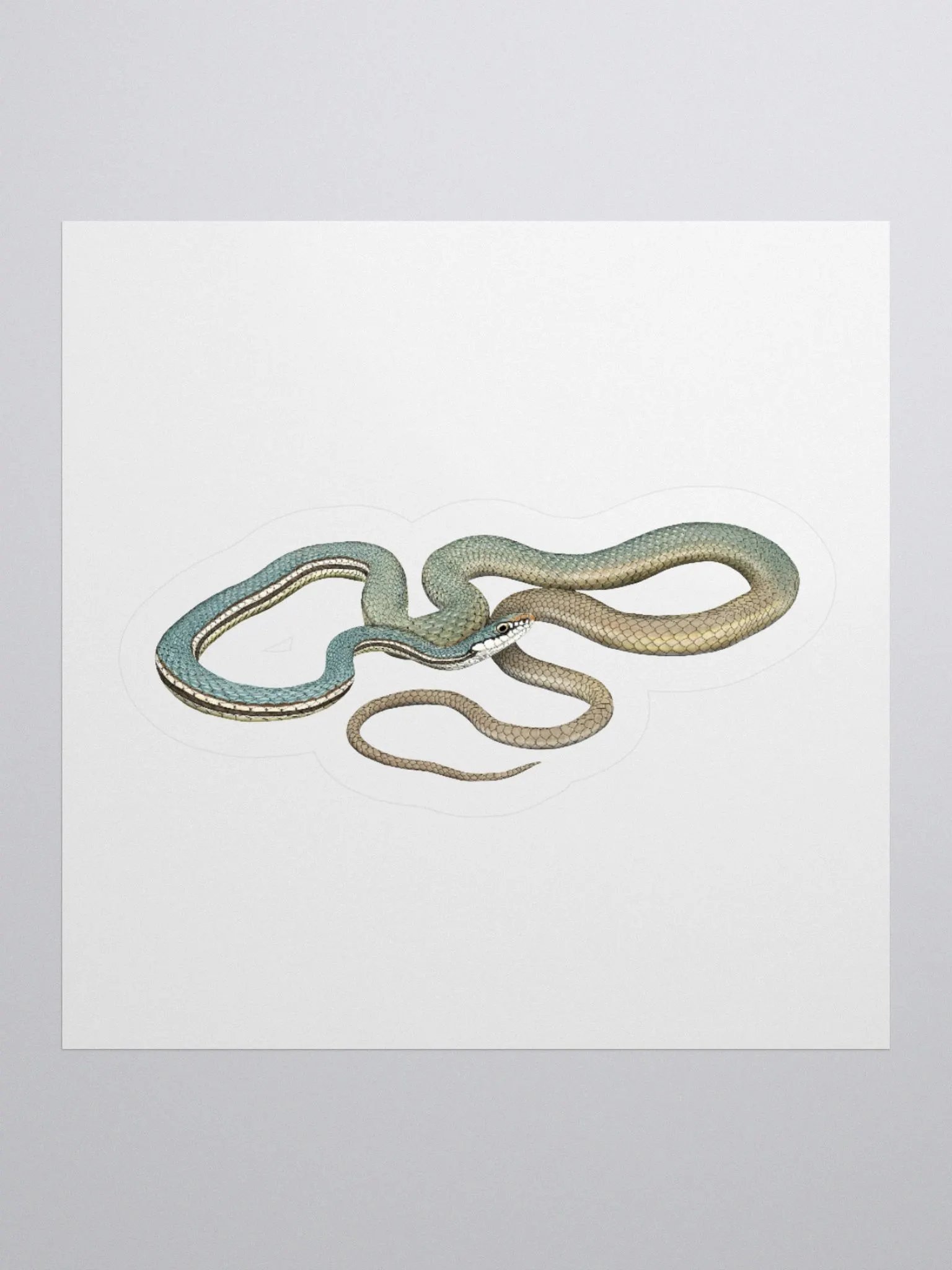 Die-Cut Sticker – Sonoran Whipsnake product image (1)