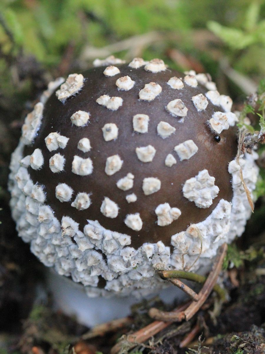 Fungi Image Collection product image (4)