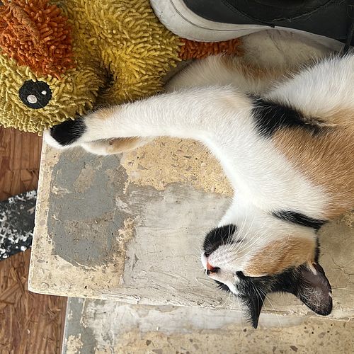 Catty feeling more at home every day 🤗