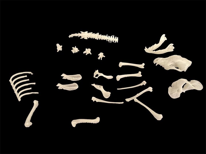 Bone Hound Slime product image (2)