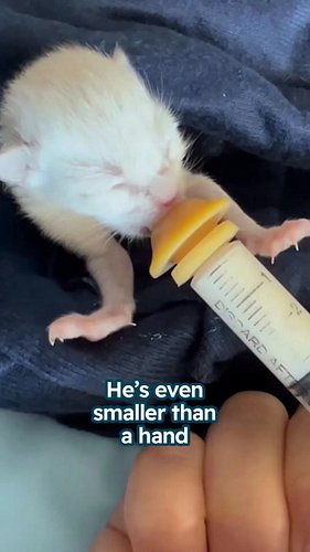 Kitten was too small to survive 😢

Special thanks to Hannah and Ghost: @hannahbelle_fosters​

#rescuekitten #animalrescue #cu...