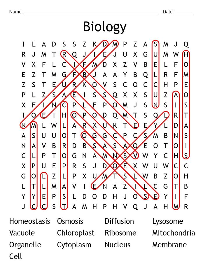 Printable Biology Chapter 7 Word Search – 13 Key Vocabulary Puzzle Activities! product image (2)