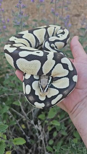 #ballpythonsofinstagram #ballpythons #ballpythonmorphs #snake #snakesofinstagram #reptiles #reptilesofinstagram #python #roya...