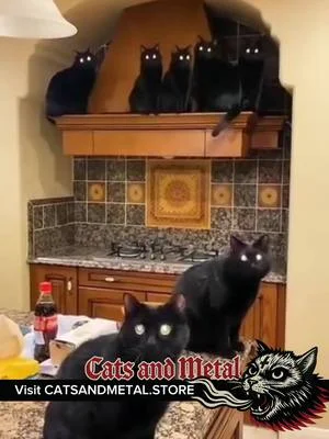 Electric Meowzards pt 2  #catsandmetal #doom #electricwizard #catmemes #metalmemes 