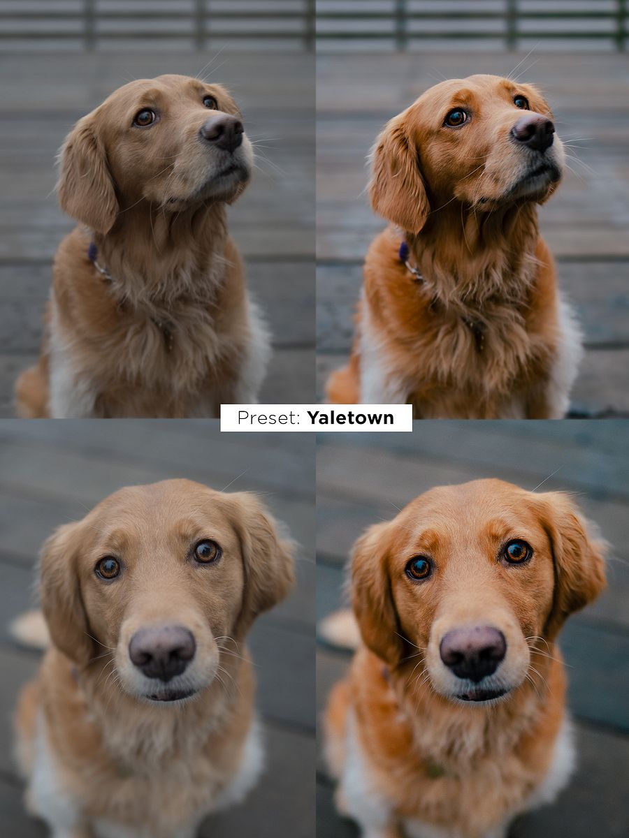 Pawtrait Presets product image (7)