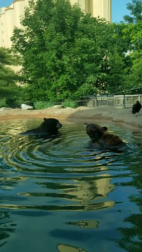 Bear Hugs
#zooamerica #hersheypark #hersheyparkhappy #sweetestplaceonearth #seasonpass #seasonpasses #seasonpassholder #seaso...