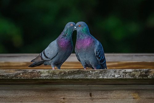 What could be a suitable title for this photo?
.
.

#bird #birds #nature #floridabirds #birdsofinstagram #birdphotography #wi...