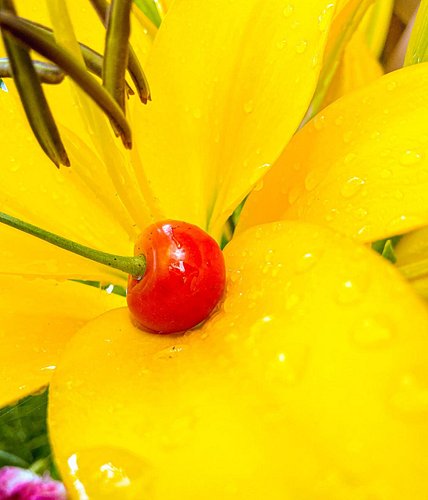 #flower #cherry #morning #shotoniphone #iphonography #morningdew