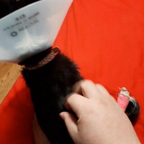 I found this thing where I left mah dog