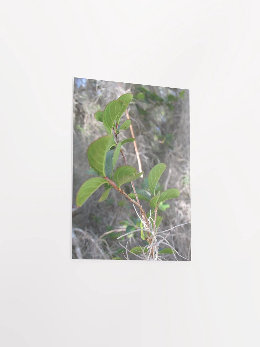 Southern Moss product image (42)