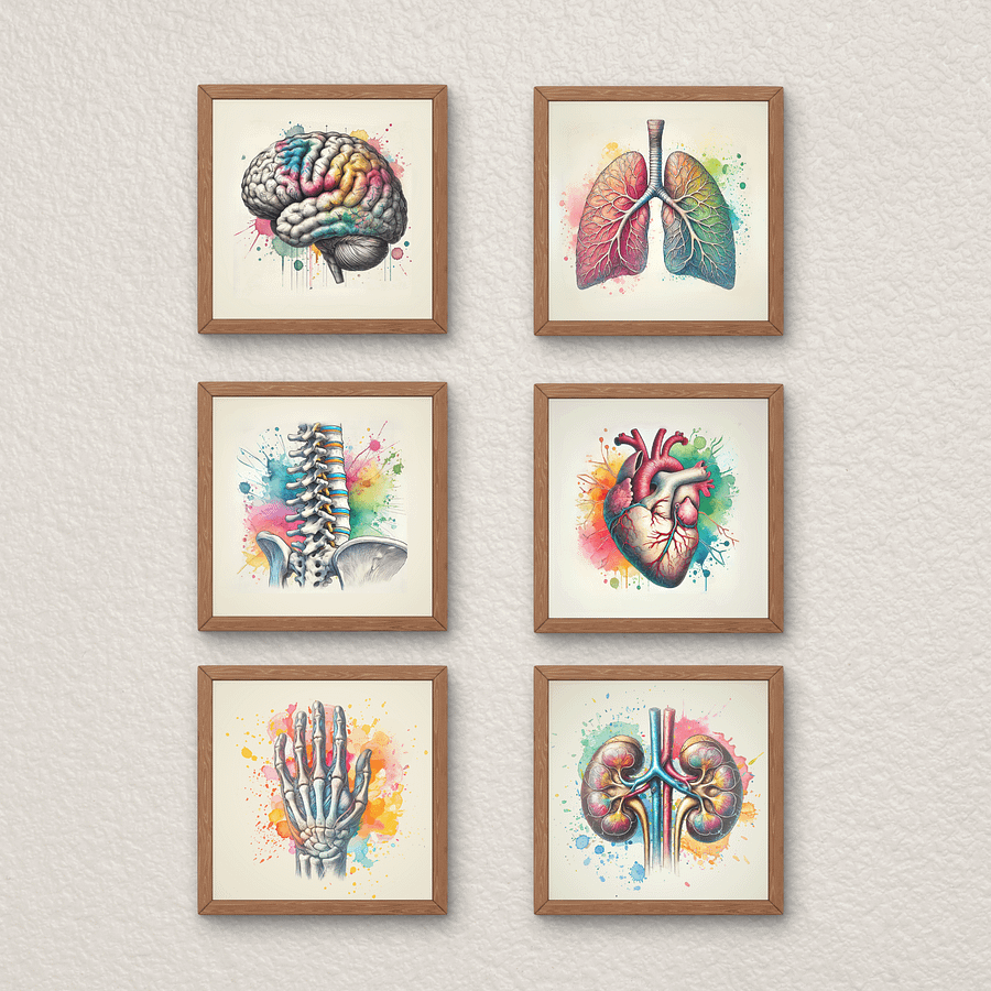 Ilustraciones Anatómicas para TCAEs | Láminas de Anatomía de Alta Calidad (40 x 40 cm) en PNG product image (5)