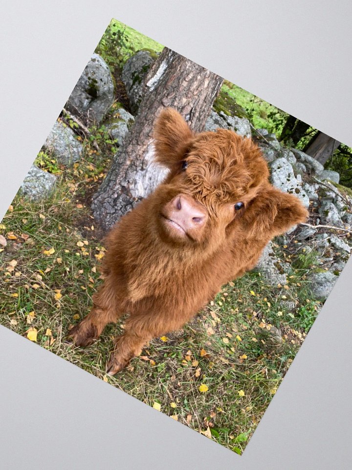 Highland Cattle Calf Kiss Cut Stickers product image (5)