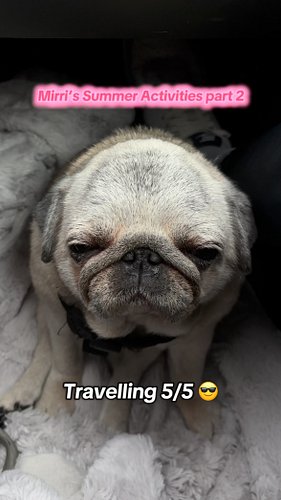 Welcome to follow my summer activities part 2 😎 This is how I love my senior pug days with my humans 🐶😻

#pug #mirri #pugs #m...