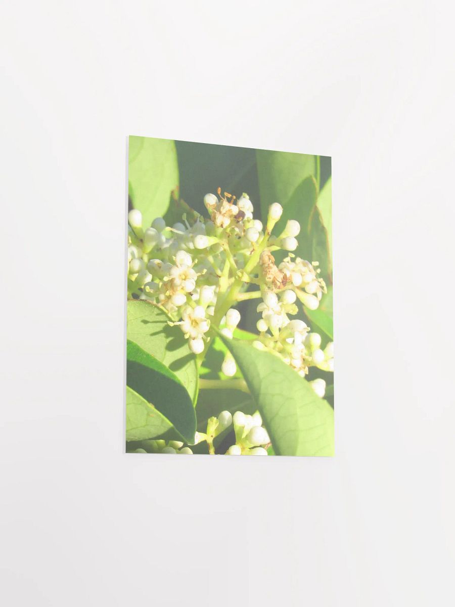 Sweet Viburnum product image (33)