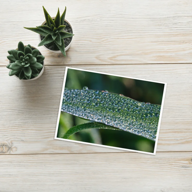 Dew-Encrusted Grass Greeting Card product image (1)