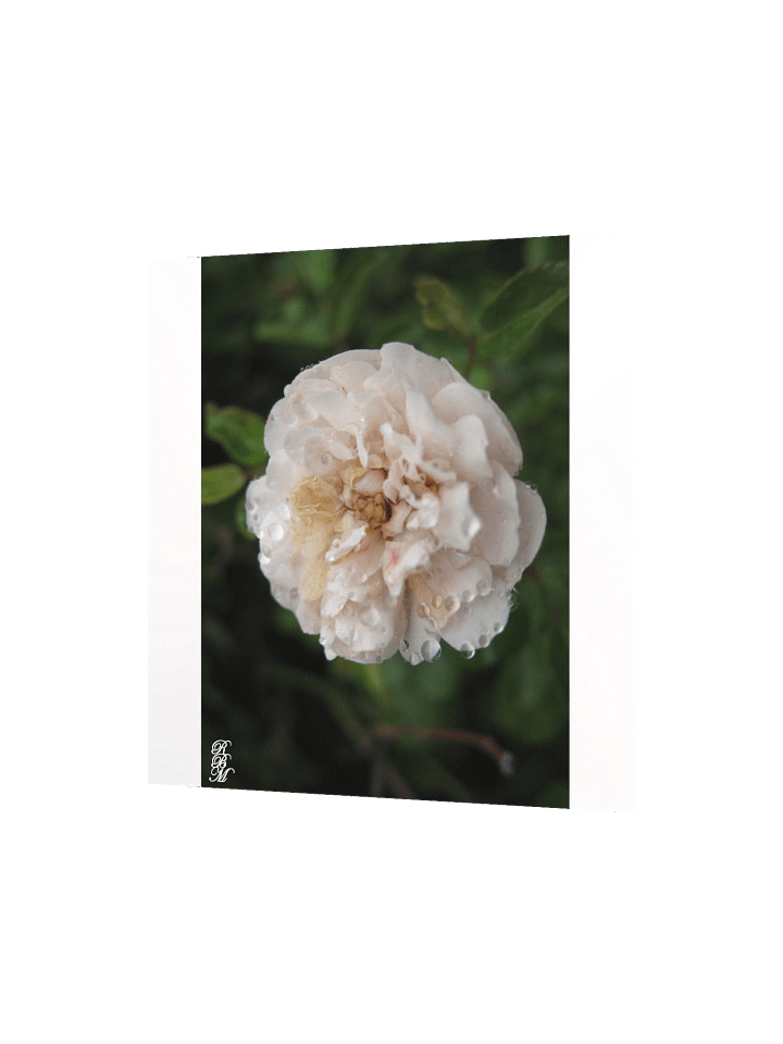 Dew on a Flower product image (7)