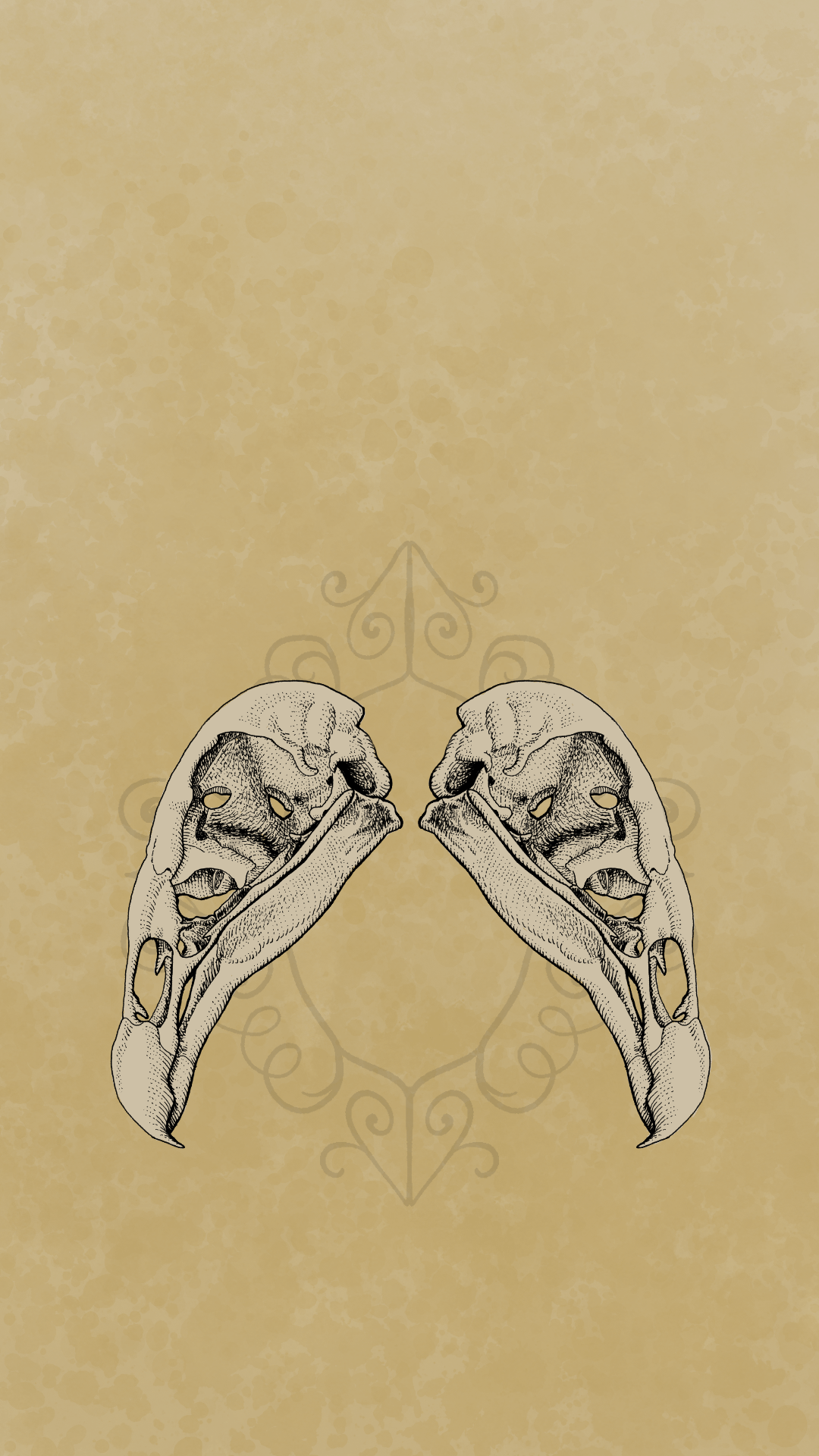 Turkey Vulture Skull Iphone Wallpaper product image (1)