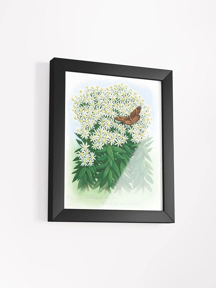 Harris' Checkerspot Butterfly product image (17)