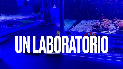 Lo que más me impresionó fue ver su laboratorio de corales. ¡Sí, un laboratorio dedicado a estos pequeños gigantes del océano...