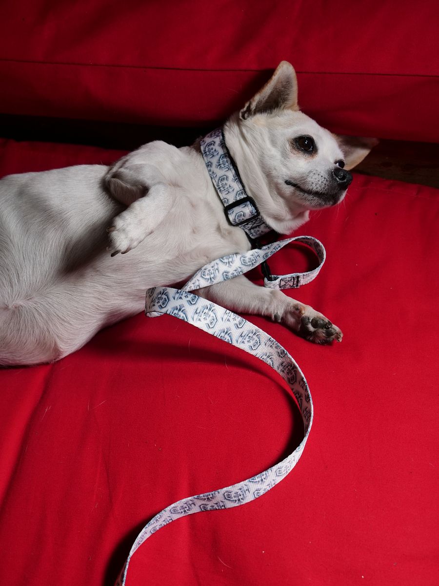 leash product image (5)