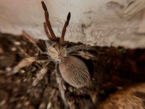 Blondie, our Arizona Blonde tarantula. 🩷💜🖤🤍🩷💜🕸️🕷️#arizonablondetarantula #cutelittlebugs #tarantula #tarantulasofinstagram #s...