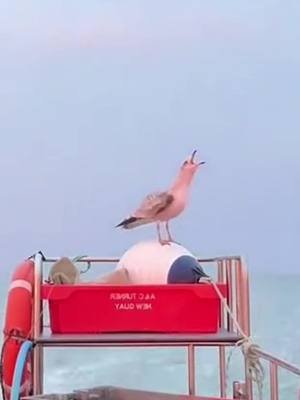 Steven’s audition for Jurassic Park 🦖 #jurassicworld #fyp 