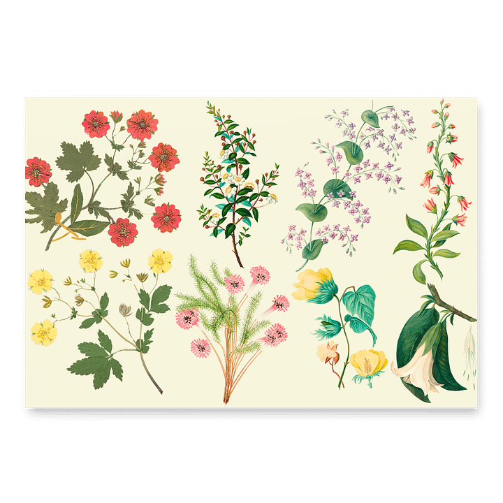 Elegant Botanical Wrapping Paper – Dr. Mac’s Garden Style Floral Collection product image (1)