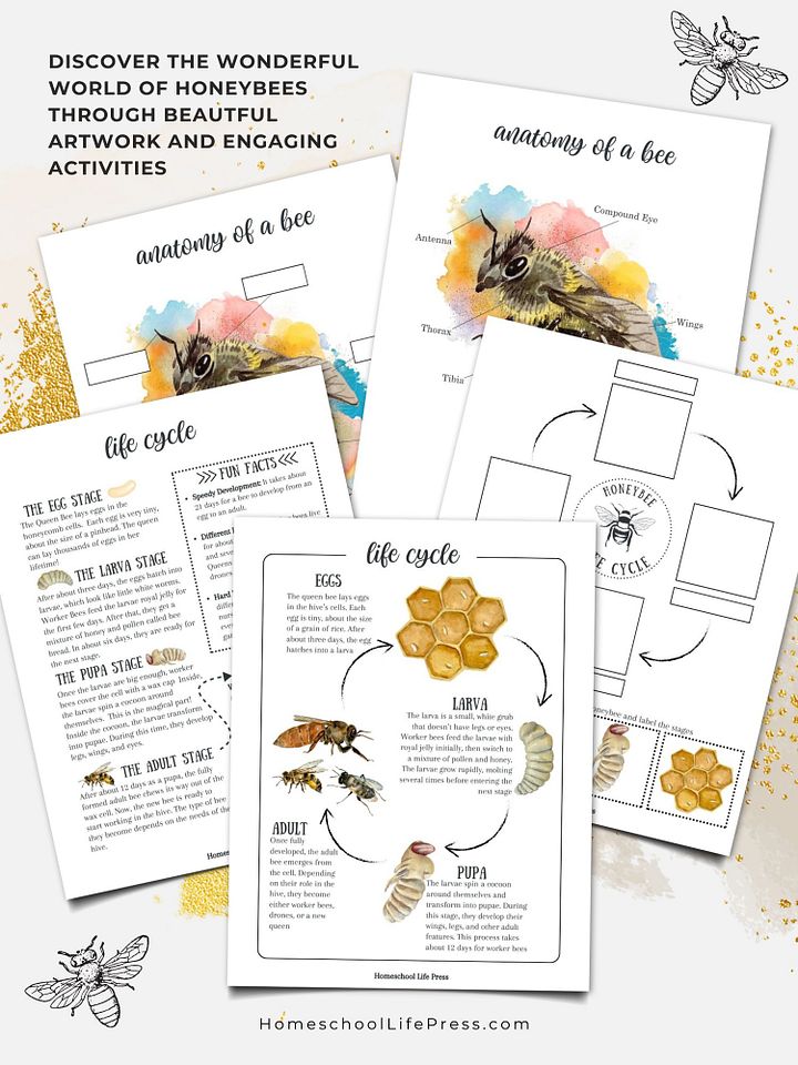 Honey Bee Study product image (2)