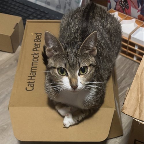 I am a Jellical Cat!  My family name is Eloise but cats know me as Mrs Small With Nofleas!! My third name you will never gues...