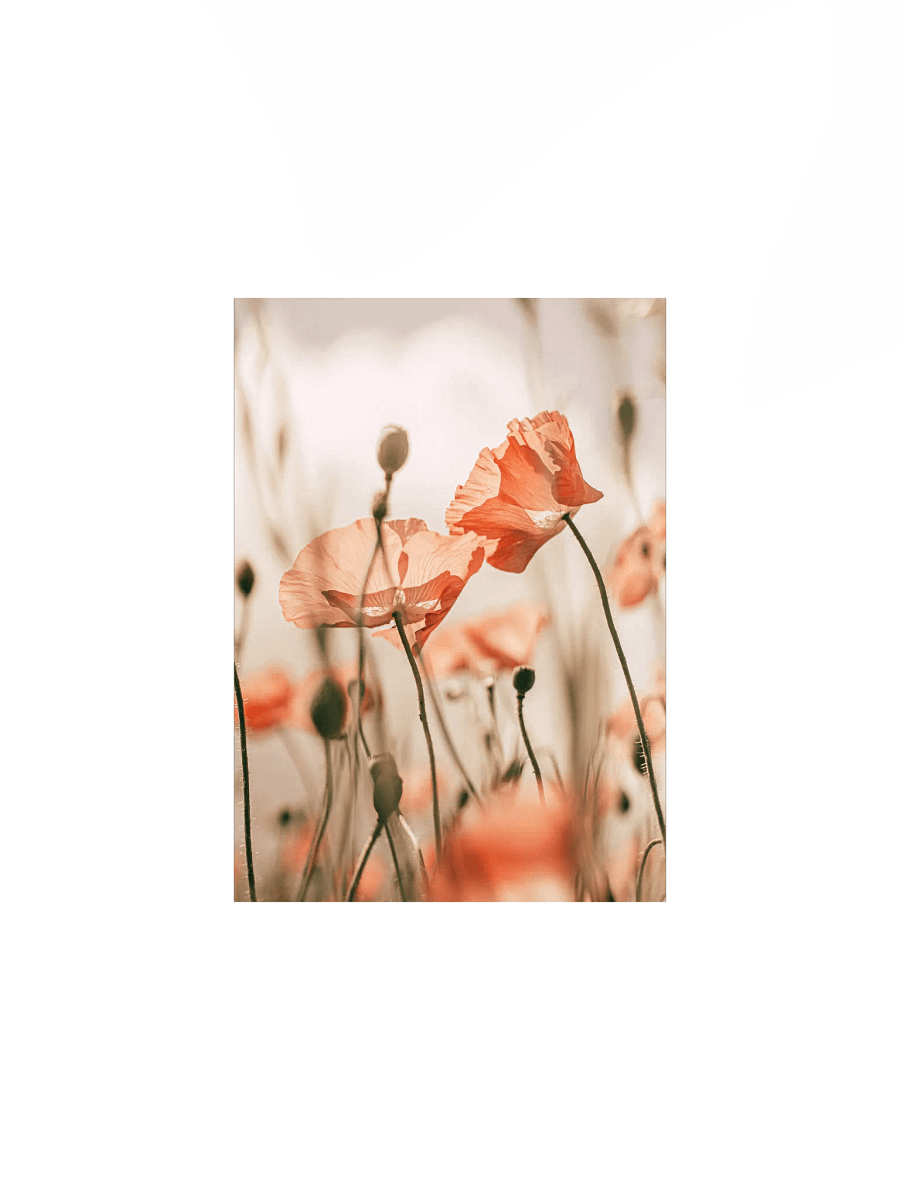 Translucent Poppy Whispers Poster product image (4)