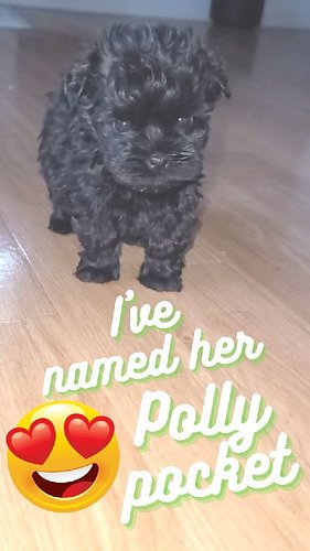 Tiny #minischnauzerpuppy 🥰😍😄