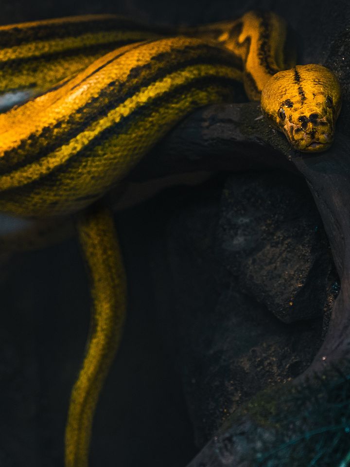Sunfire Reticulated Python product image (1)